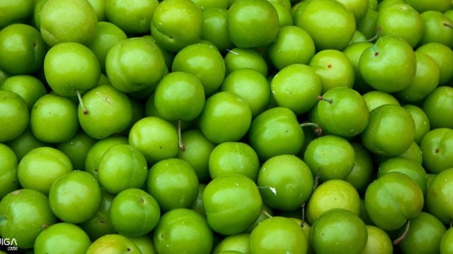 فروش آلوچه